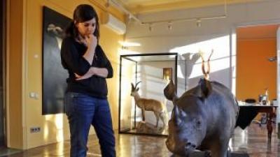 La cria de rinoceront de la botiga de taxidèrmia ha retornat a Barcelona des d'un museu d'Onda, a Castelló JUANMA RAMOS