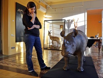 La cria de rinoceront de la botiga de taxidèrmia ha retornat a Barcelona des d'un museu d'Onda, a Castelló JUANMA RAMOS
