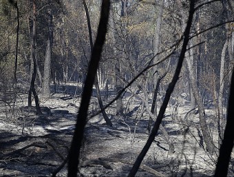 Una zona d'arbrat cremada en el foc del Baix Empordà MANEL LLADÓ