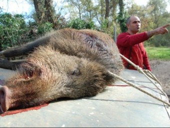 Un porc abatut en una cacera organitzada a la ribes del Ter, a Girona ARXIU