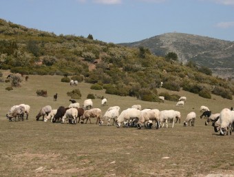 La pastura s'associa a una forma de vida que esdevé cultura tradicional, i forma part del patrimoni immaterial inventariat del Montseny. Aquesta imatge és al Pla de la Calma. MEMGA