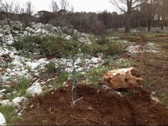 Un olivar a Vilanant, que forma part dels projectes de recuperació després del foc de l'any passat. EL PUNT AVUI