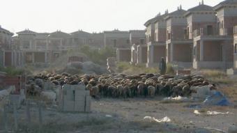 Les ovelles pasturen en una urbanització inacabada i en ruïnes IF... PRODUCTIONS