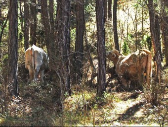Ramat de vaques fa pastura pel bosc del terme municipal de Morella. EL PUNT AVUI