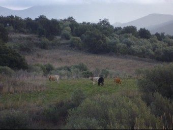Un dels escamots de vaques descontrolades que provoquen la mobilització dels veïns d'Espolla i Sant Climent Sescebes EL PUNT AVUI