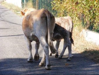Una vaques descontrolades passejant pels carrers de Laroca d'Albera, al vessant nord de la muntanya, en una imatge del 2009 EL PUNT AVUI