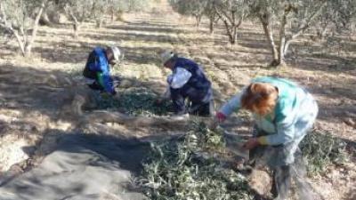 Recollida d'olives a una localitat dels Serrans. ROSELLA C. SANZ