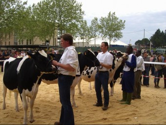 Concurs de vaques de raça frisona que es va fer l'any passat.