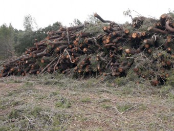 Tala indiscriminada d'arbres al terme municipal de Castalla. B. SILVESTRE