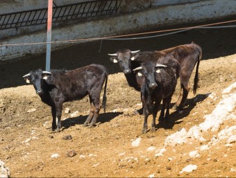 La ramaderia Mur ha reduït el nombre d'animals per mantenir l'explotació. JOSÉ CARLOS LEÓN