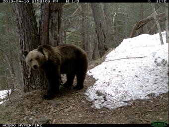 L'ós Pyros, en una imatge captada per les càmeres del departament d'Agricultura i Medi Natural l'abril del 2013. DARP