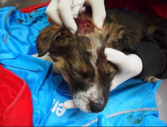El gosset, en Cel mentre el veterinari li examinava les ferides del cap ocasionades pels trets. TERRA VIVA