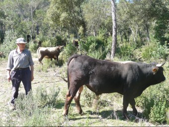 El ramat de vaques de la vall de Fuirosos, al parc Montnegre i el Corredor T.M.