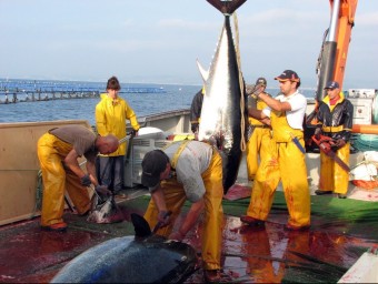 Exemplars de tonyina sacrificats a la granja d'engreix de la costa de l'Ametlla de Mar. ARXIU