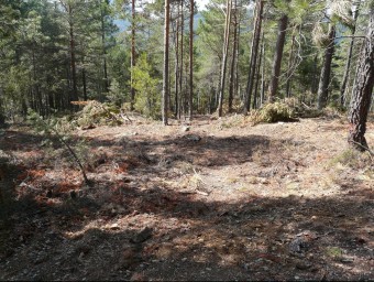 Zona privada on s'ha fet la tala indiscriminada de pins a la vora del Rebollar. EL PUNT AVUI