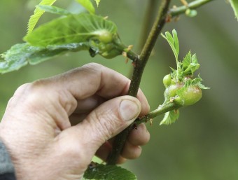 Les larves es desenvolupen als branquillons de l'arbre i impedeixen la floració JORDI PUIG
