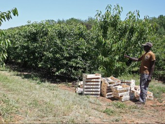 Un empleat mostrant part dels cirerers sense els seus fruits a causa dels robatoris LL. SERRAT