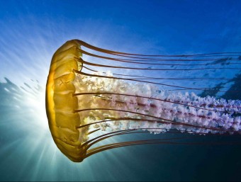 La proliferació de meduses pot ser un dels efectes més immediats de l'escalfament de les aigües TODD AKI