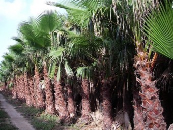 Exemplars de palmera que s'hi plantaran als parcs i jardins d'Ontinyent. EL PUNT AVUI