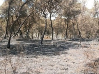 Aspecte de la zona de la Vallesa després de l'incendi últim. EL PUNT AVUI