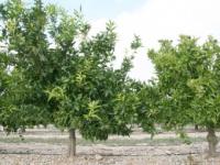 Arbres de Clementina en uns camps de la comarca. EL PUNT AVUI