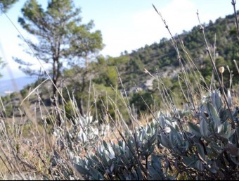 Regeneració del sector cremat a la serralada. B. SILVESTRE