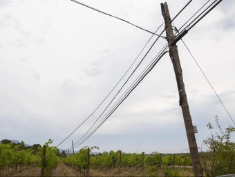 Cablejat telefònic a unes vinyes de Garriguella, on hi ha hagut robatoris. JORDI RIBOT / ICONA