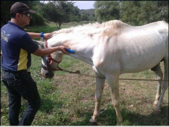 El cavall que estava abandonat i que agents de la Policia Local de Girona van recollir EL PUNT AVUI