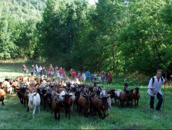 El pastor guia el ramat, mentre els turistes l'acompanyen i descobreixen l'ofici M.LL. / ACN