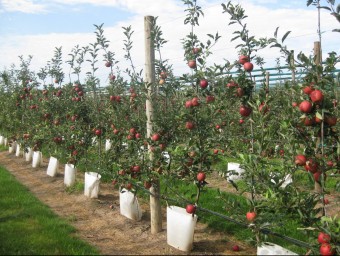 La paret de pomes que ha presentat l'IRTA als productors gironins.