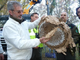 Agents Rurals mostrant les restes del primer niu de vespes velutines o asiàtiques de les comarques gironines trobat al poble del Mallol, al municipi de la Vall d'en Bas. J.C