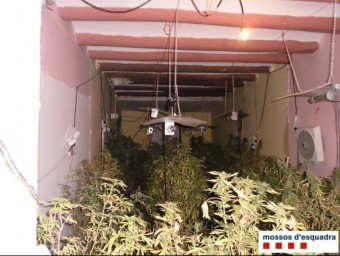 Plantes de marihuana localitzades a una casa de Bellvís. CME