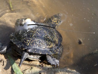 Exemplarts de tortugues introduides elpuntavui