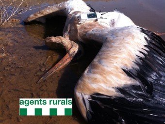 Un dels exemplars de cigonya blanca que els agents rurals han trobat a l'abocador AGENTS RURALS