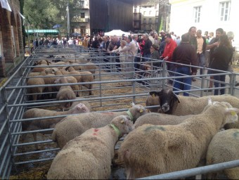 Algunes de les ovelles presentades ahir a la fira de Santa Teresa de Ripoll. EL 9NOU