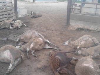 Imatges d'un dels atacs dels gossos al ramat d'ovelles captades pels propietaris de l'explotació ARXIU