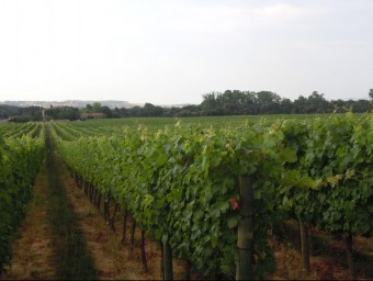 Un camp amb vinyes propietat del Celler Sota Els Àngels de la Bisbal d'Empordà, en una imatge d'arxiu. I.BOSCH