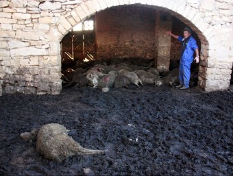 Ovelles mortes després del primer atac dels gossos salvatges a Seròs, a principis de novembre ACN