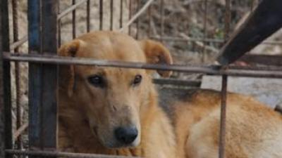 El gos salvatge capturat fa deu dies al terme municipal d'Aitona ja és a mans d'una protectora d'animals J.T