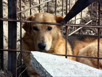 El líder de la canilla de gossos salvatges que ha atacat diverses vegades un ramat de Seròs tancat en una gàbia al costat del seu cau, a Aitona ACN