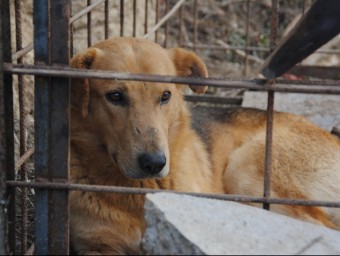 El gos salvatge capturat fa deu dies al terme municipal d'Aitona ja és a mans d'una protectora d'animals J.T