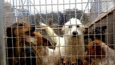 Alguns dels 130 gossos que conviuen a la protectora de Tàrrega, que ara està sobrepoblada E.POMARES