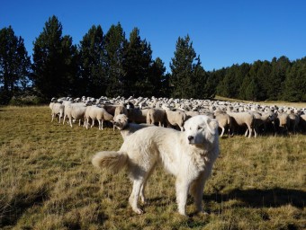 Un ramat agrupat dins el programa i vigilat per un gos de la raça autòctona Muntanya dels Pirineus DEPT. D'AGRICULTURA
