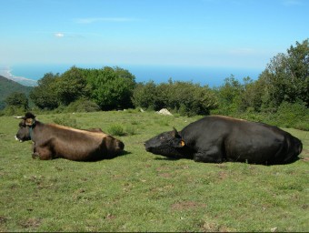 Uns exemplars de vaca de l'Albera a la finca de Baussitges EL PUNT AVUI