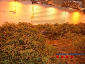 En un garatge d'un domicili de la urbanització Vallcanera Parc de Sils van ser comissades 298 plantes de marihuana CME