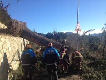 La policia local i els Bombers retirant un arbre caigut a La Seu d'Urgell ACN