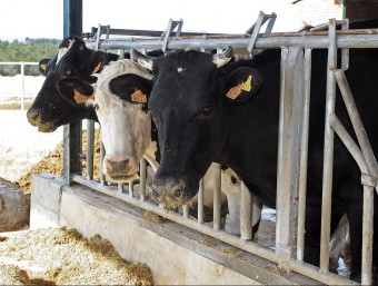 Vaques en una granja de Viladasens (Baix Empordà).  LLUÍS SERRAT