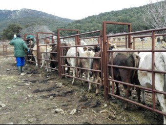 L'esquellada de la vaca de l'Albera es va fer dilluns a la finca Baussitges d'Espolla. EL PUNT AVUI