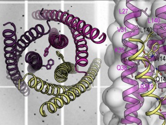 Estructura cristal·logràfica de la cadena proteica gp41 UNIVERSITAT D'ALMERIA/ANA CÁMARA