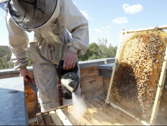 Les arnes pateixen un despoblament d'abelles des de fa anys. JUDIT FERNÀNDEZ/ ARXIU